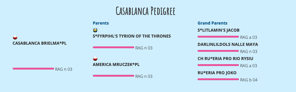 casablanca pedigree