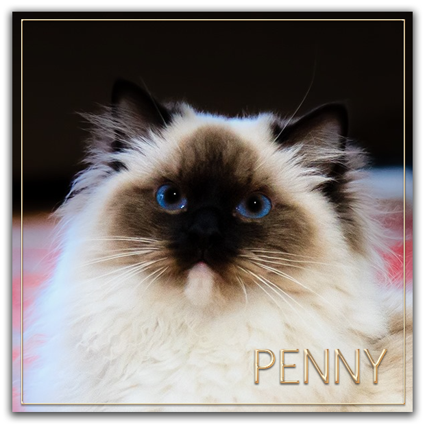 penny