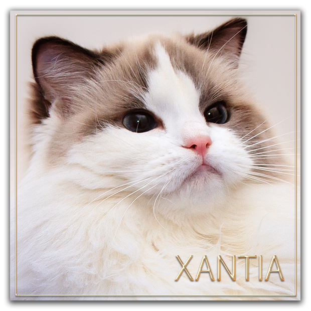 xantia 