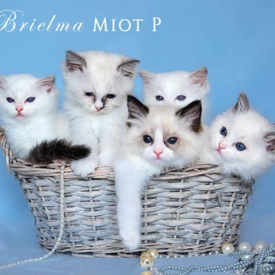 Kocieta Brielma Ragdoll3