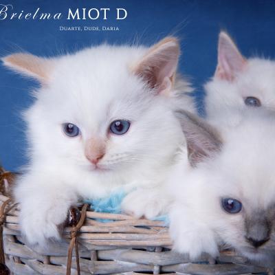 Kocieta Brielma Ragdoll6