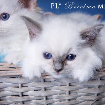 Kocieta Brielma Ragdoll8